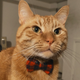 Cheddar ‘Chiz’ Cara, who doesn’t care for boxes but will sit inside any rhombus-looking flat shape around.